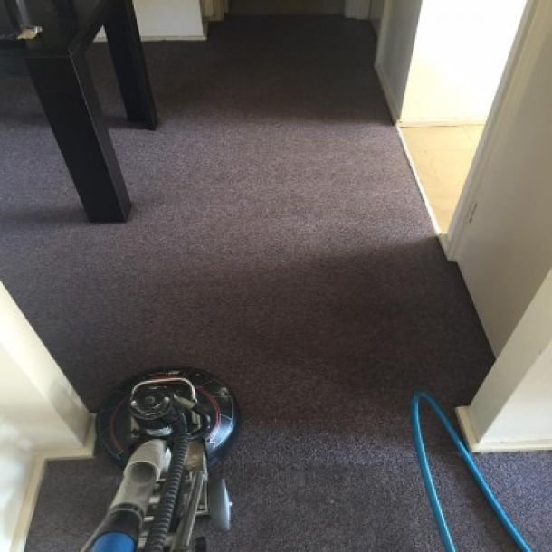 carpet cleaning results